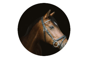 Sződi Hagyományőrző Lovas Egyesület _logó